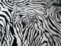 ZEBRA-IMG_3900